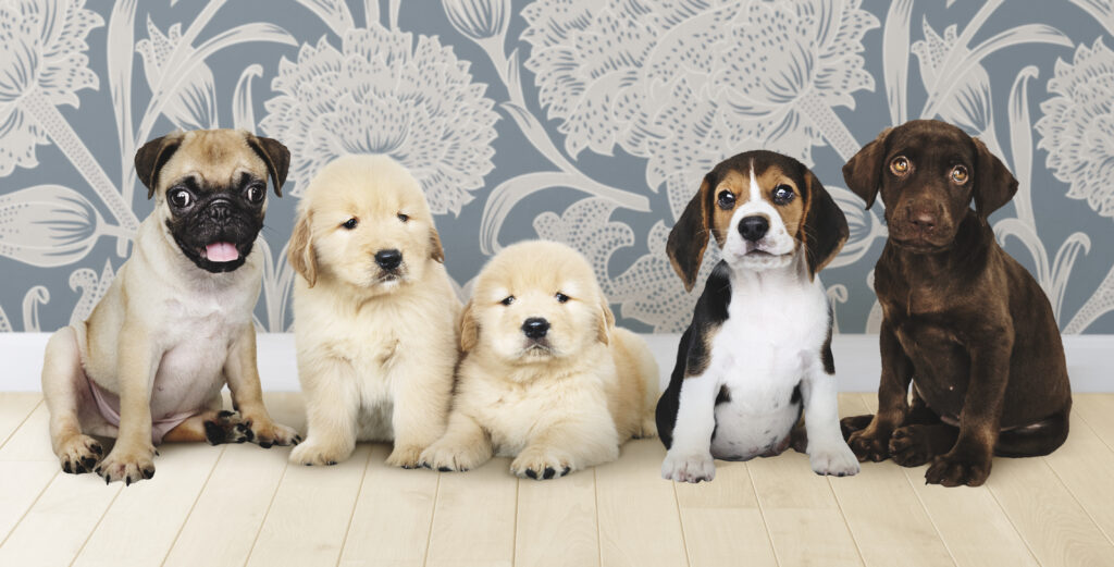 Group of popular therapy dog breeds as puppies, including Pug, Golden Retriever, and Beagle