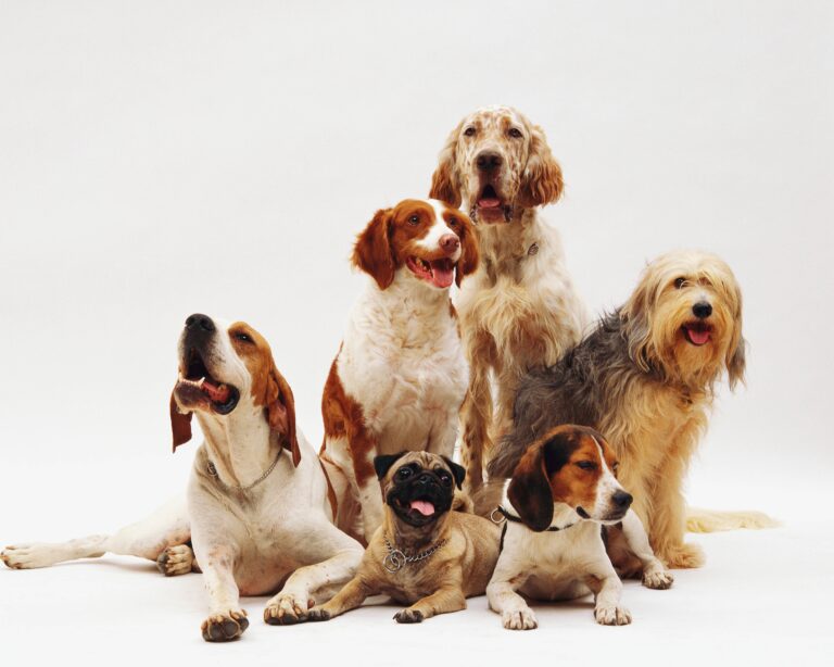 Group of therapy dog breeds, including Beagle, English Setter, and Basset Hound