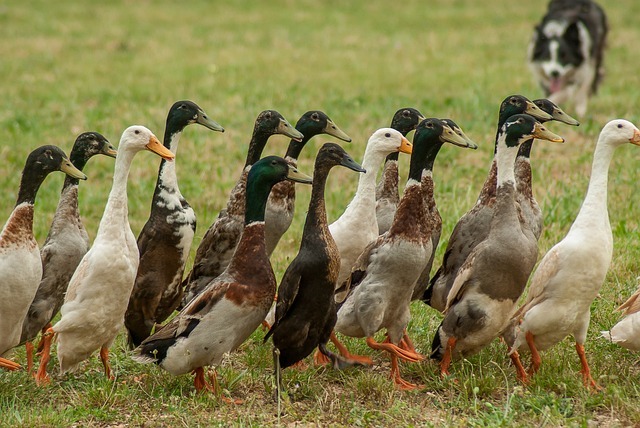 An energetic Indian Runner duck with a quirky upright posture