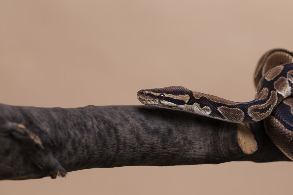 A ball python resting calmly, showcasing its docile and low-maintenance nature as a pet.