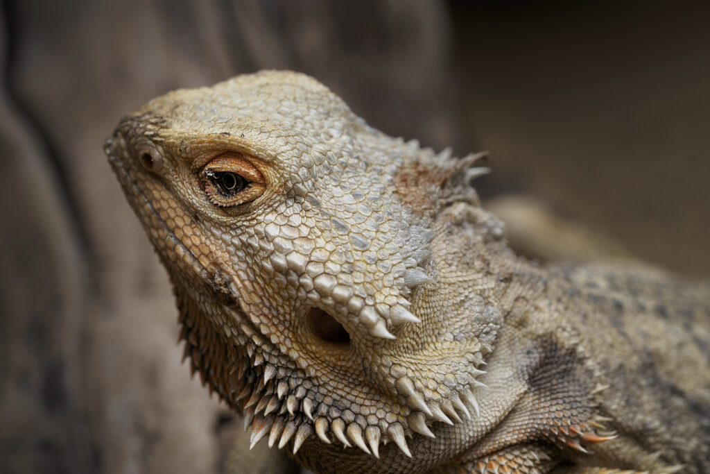 Bearded dragon, an exotic pet offering companionship with its calm demeanor and easy care needs.