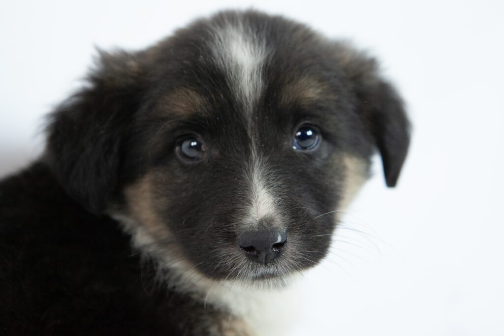 Border Collie puppy as a potential service dog in training