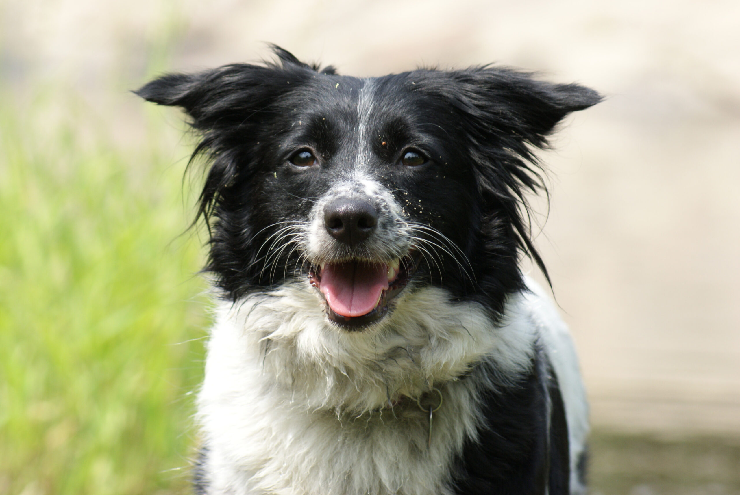 Border Collie service dog providing assistance with physical and mental health support