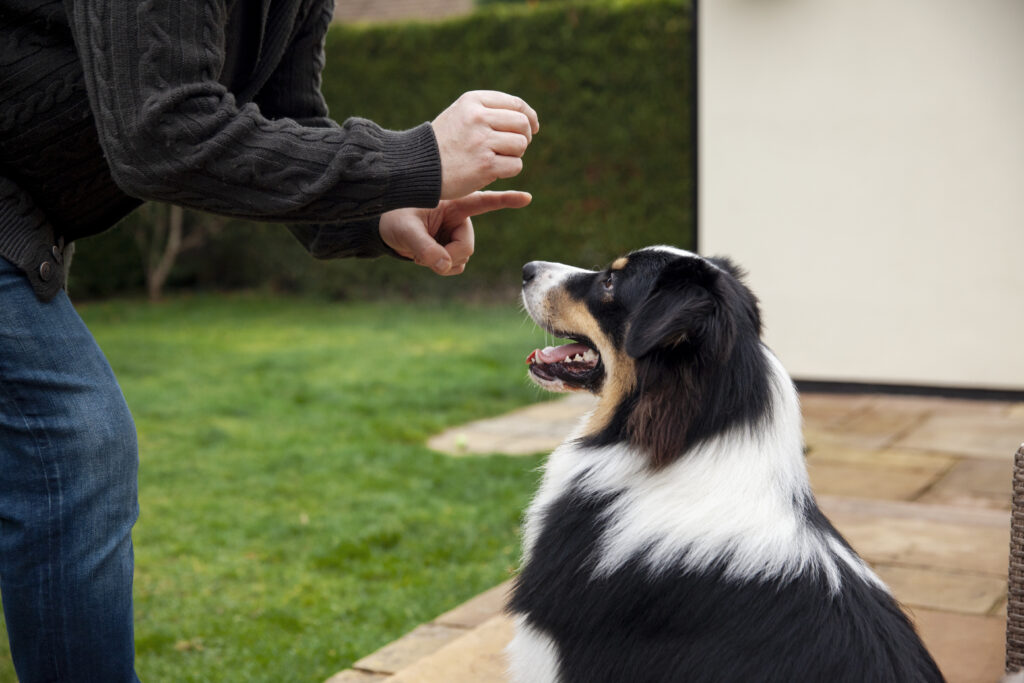 Border Collie service dog being trained by its owner