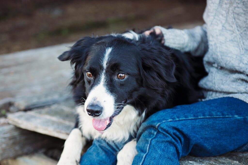 Border Collie therapy dog offering comfort and emotional support