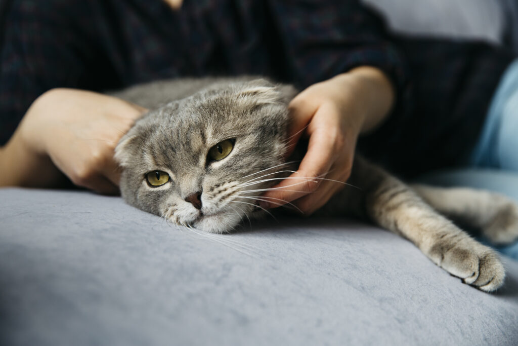 How cats help with loneliness through soothing purrs and presence