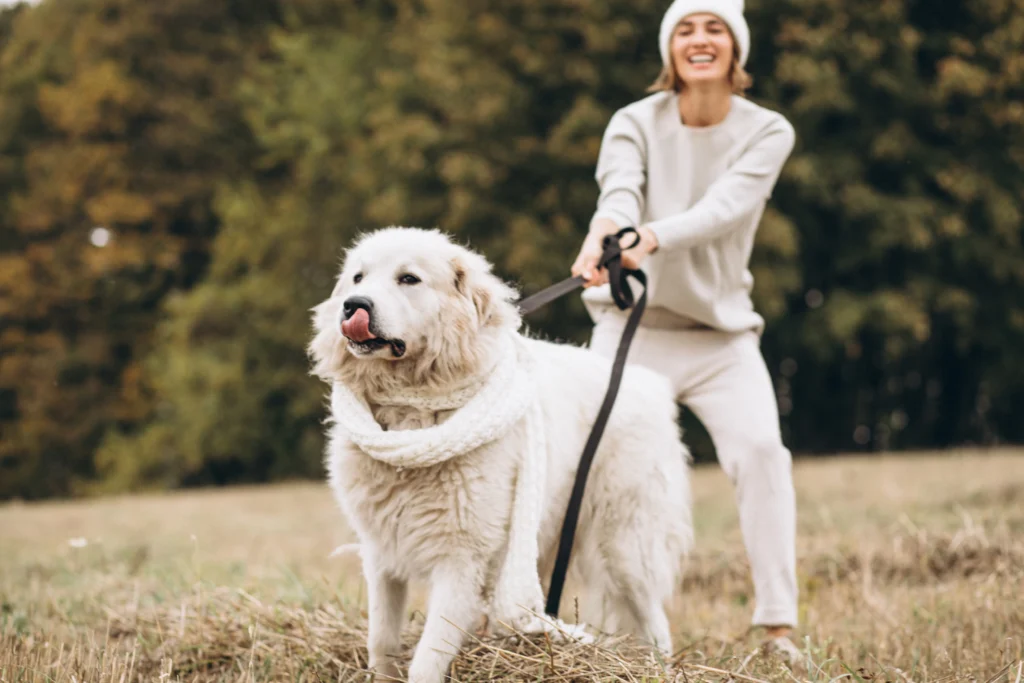 Woman walking her Great Pyrenees dog outdoors, emphasizing exercise and companionship.