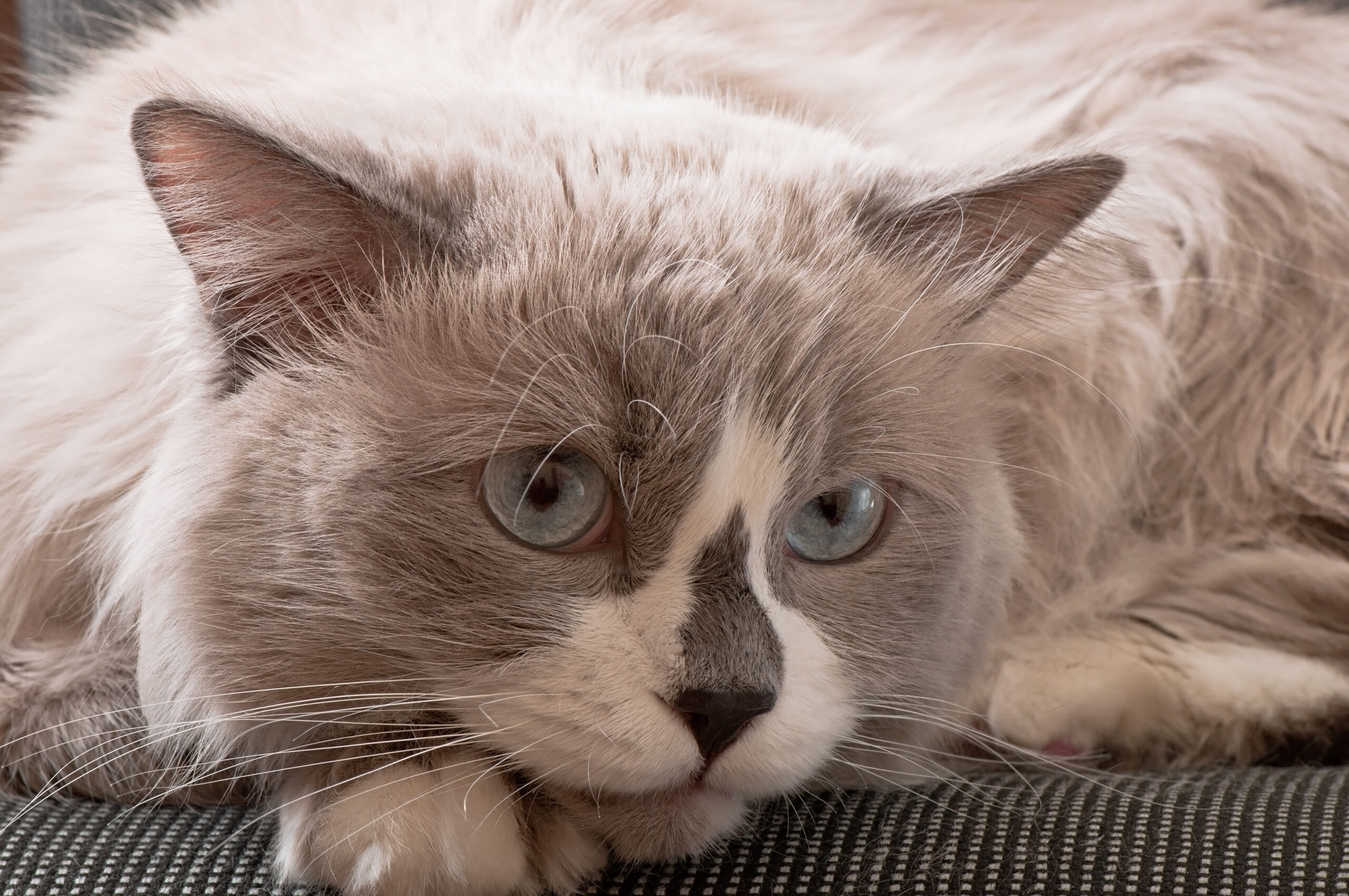 Cat purring effect on humans for stress relief and health benefits