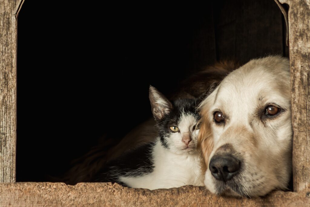 Cats vs dogs support lifestyle comparison for emotional needs