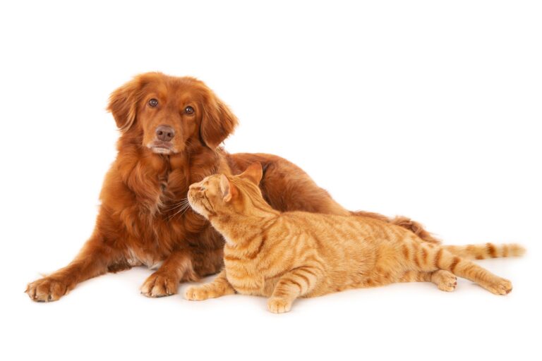 Cats vs dogs support comparison for emotional support animals