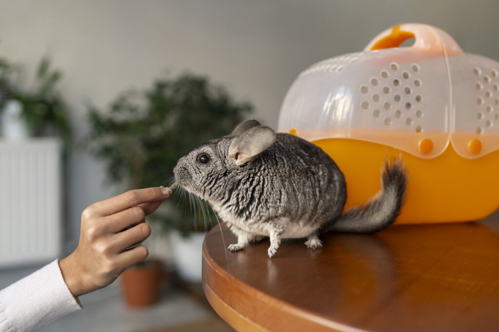 A chinchilla with soft fur, symbolizing its playful and gentle nature as a pet.