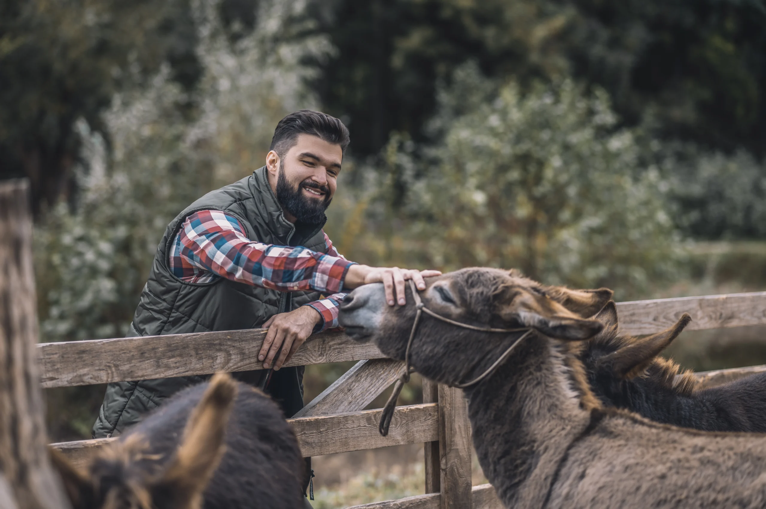 Donkeys as emotional support animals: A donkey providing comfort and companionship in a therapy setting.