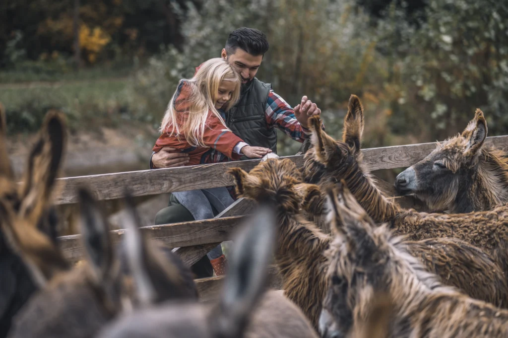 Donkeys as emotional support animals offering comfort and companionship in a therapeutic setting.