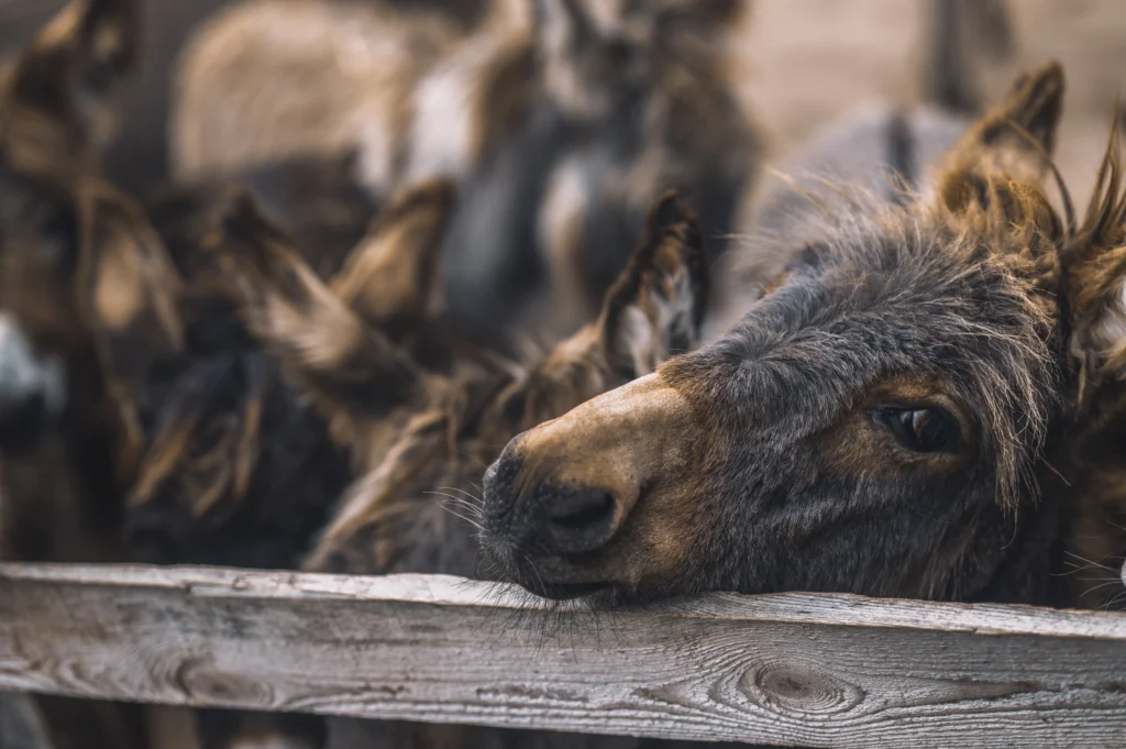 Donkey as an emotional support animal looking through a fence, offering comfort and companionship.