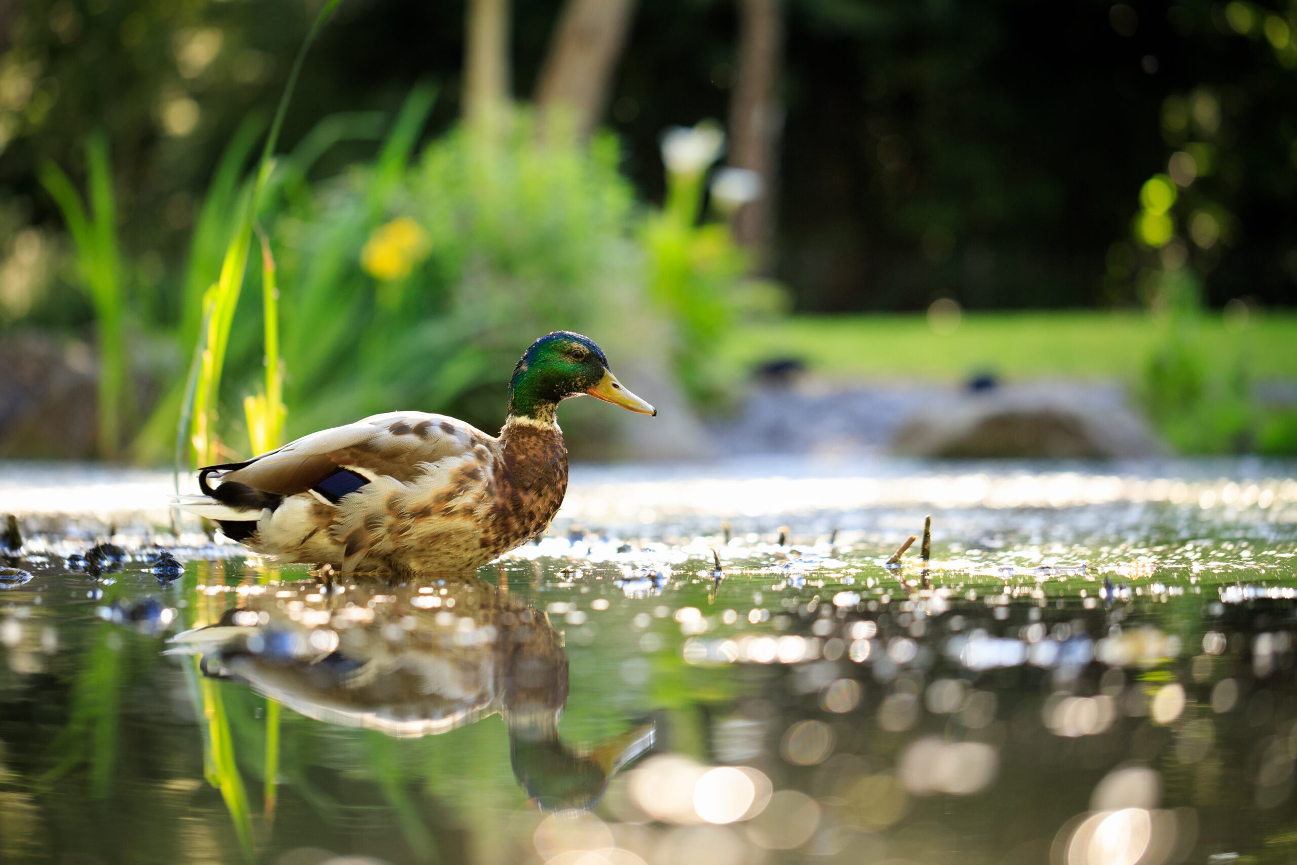 A duck swimming in a pond, highlighting the charm and benefits of ducks as pets