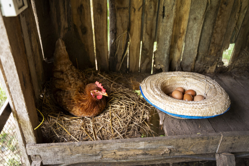 A hen sitting in a nest with a basket of fresh eggs, showcasing chicken farming benefits