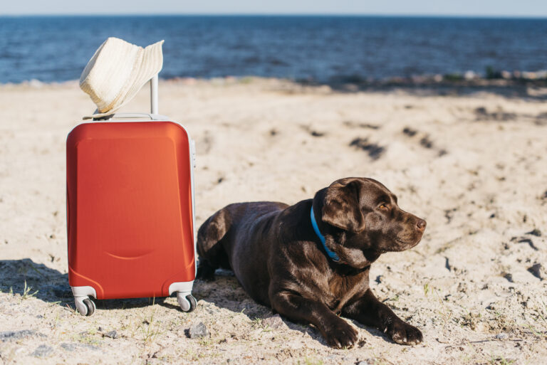 Emotional support dog relaxing by luggage on a beach, showcasing the calming presence of ESAs during travel.