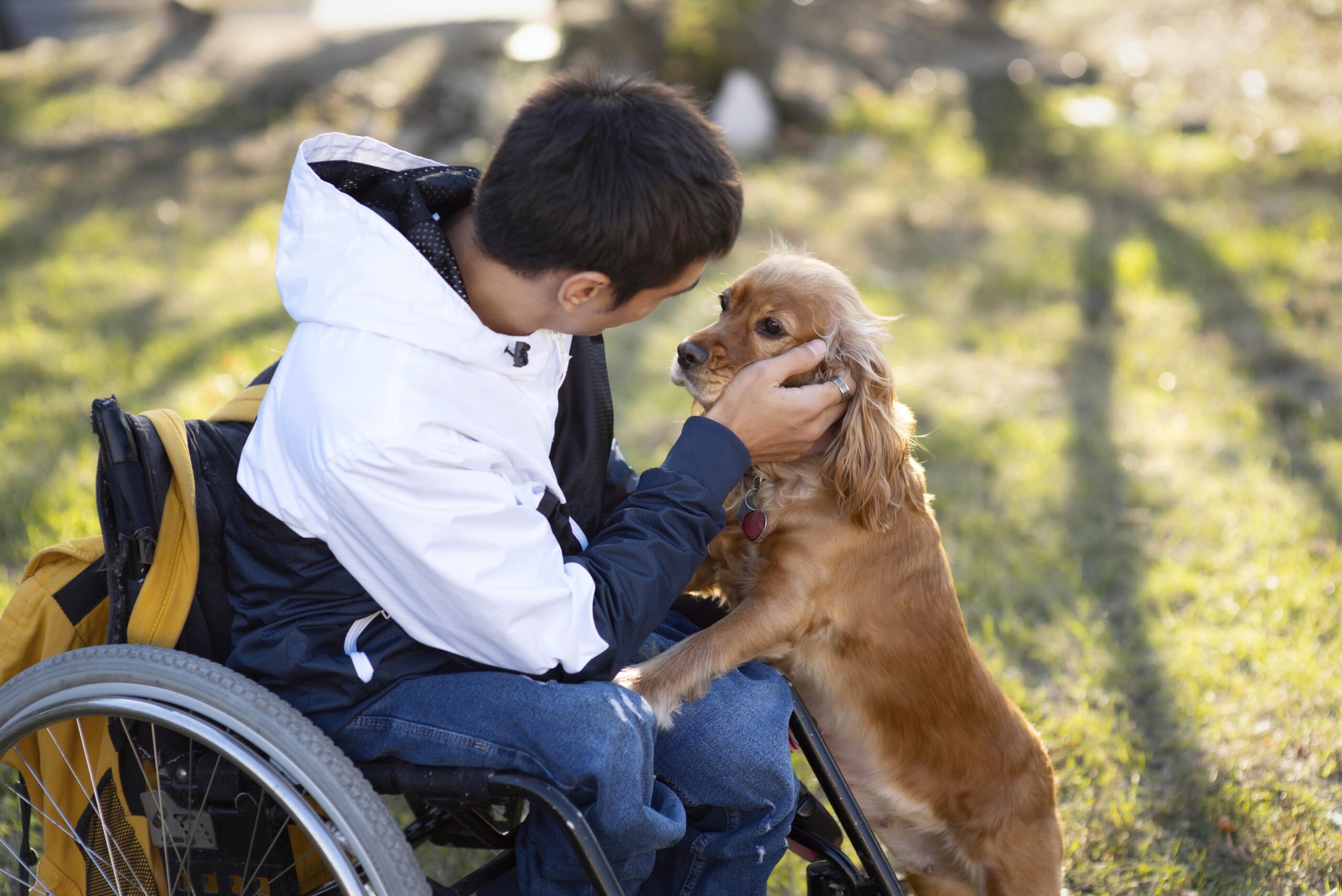 Animal-assisted therapy: Disabled man petting a therapy dog in a wheelchair, showcasing the emotional support provided by animals.