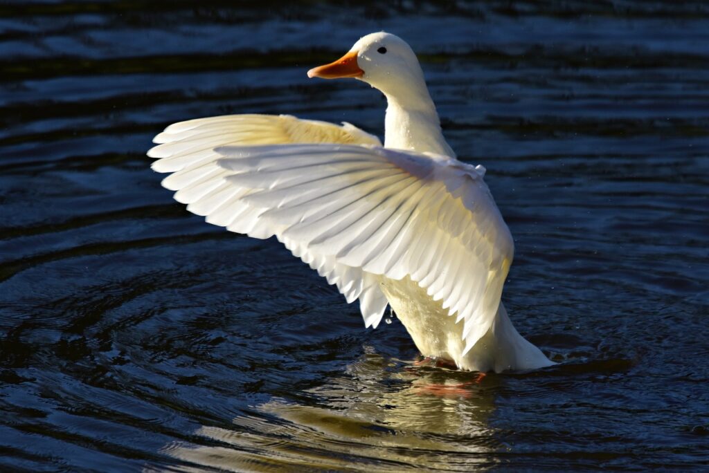 A friendly Pekin duck roaming freely in a backyard