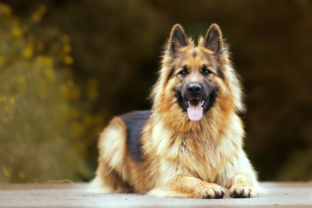 Top 5 Large Breed Dogs: German Shepherd, an excellent emotional support dog, resting outdoors with a calm and loyal expression.