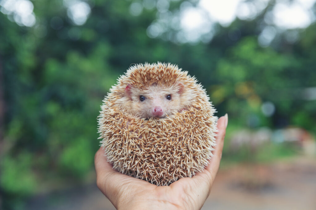 Hedgehog as an exotic pet, offering emotional support and companionship through its calm nature.