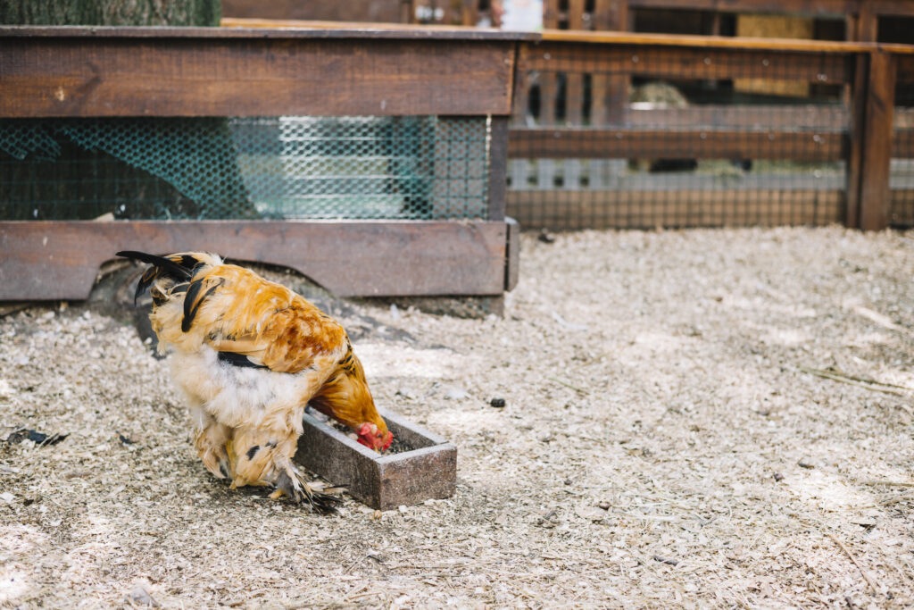 A clean and spacious chicken coop setup