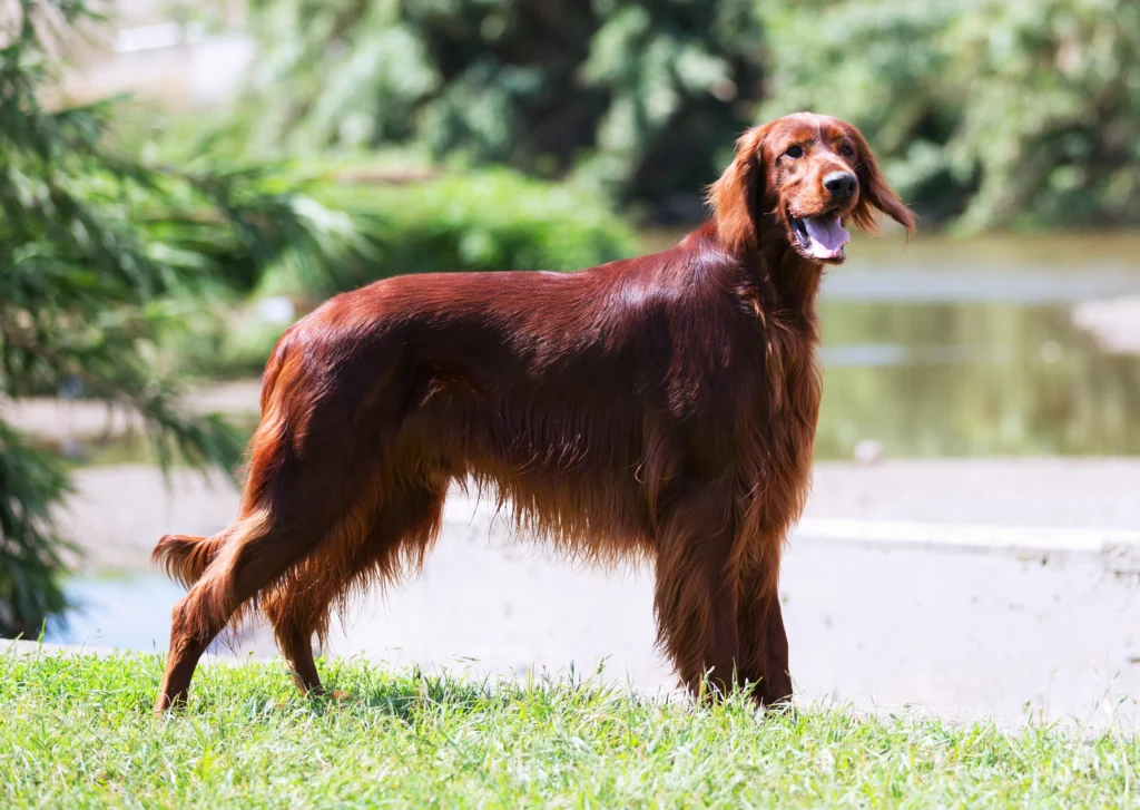 Top 5 Large Breed Dogs: Irish Setter standing proudly in the sun, known for their energy, intelligence, and suitability as emotional support dogs.