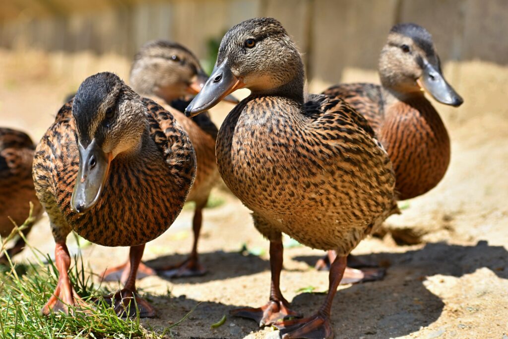 A Khaki Campbell duck known for egg-laying, a practical choice for ducks as pets