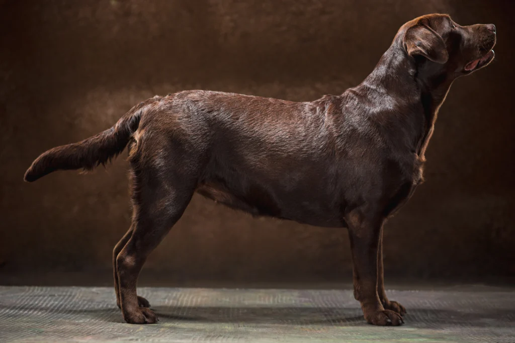 Top 5 Large Breed Dogs: Labrador Retriever, an ideal emotional support dog, standing proud in profile.