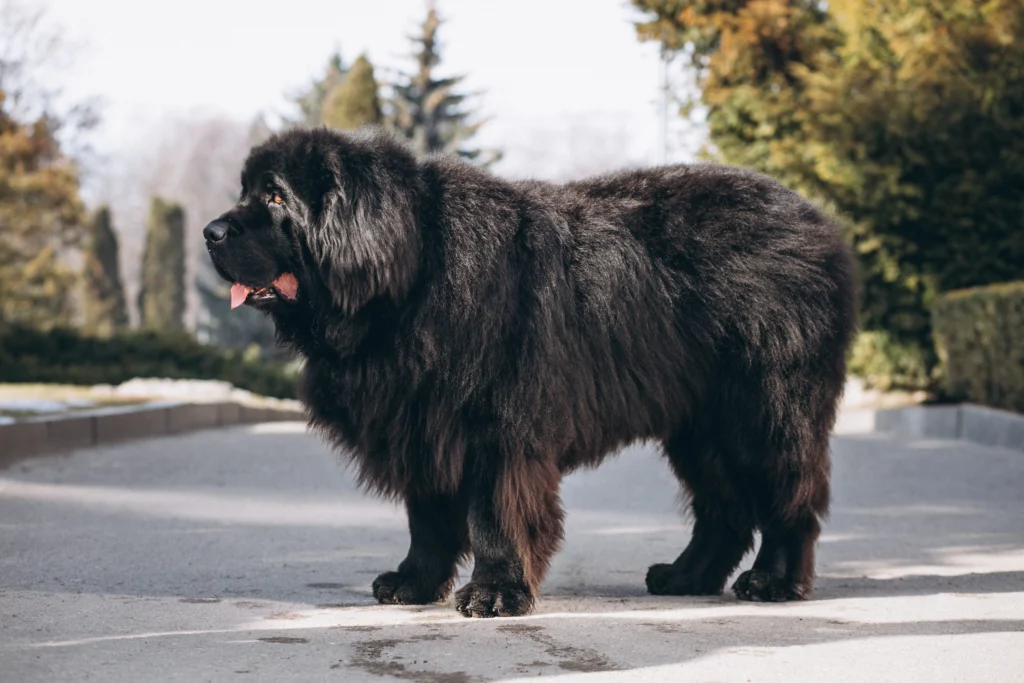 Top 5 Large Breed Dogs: Newfoundland emotional support dog standing proudly in a park, offering comfort and companionship.