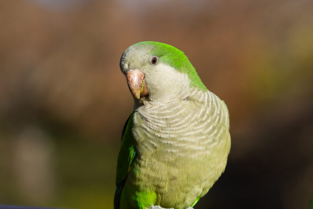 A colorful parrotlet perched, showing its interactive and intelligent nature as a pet.