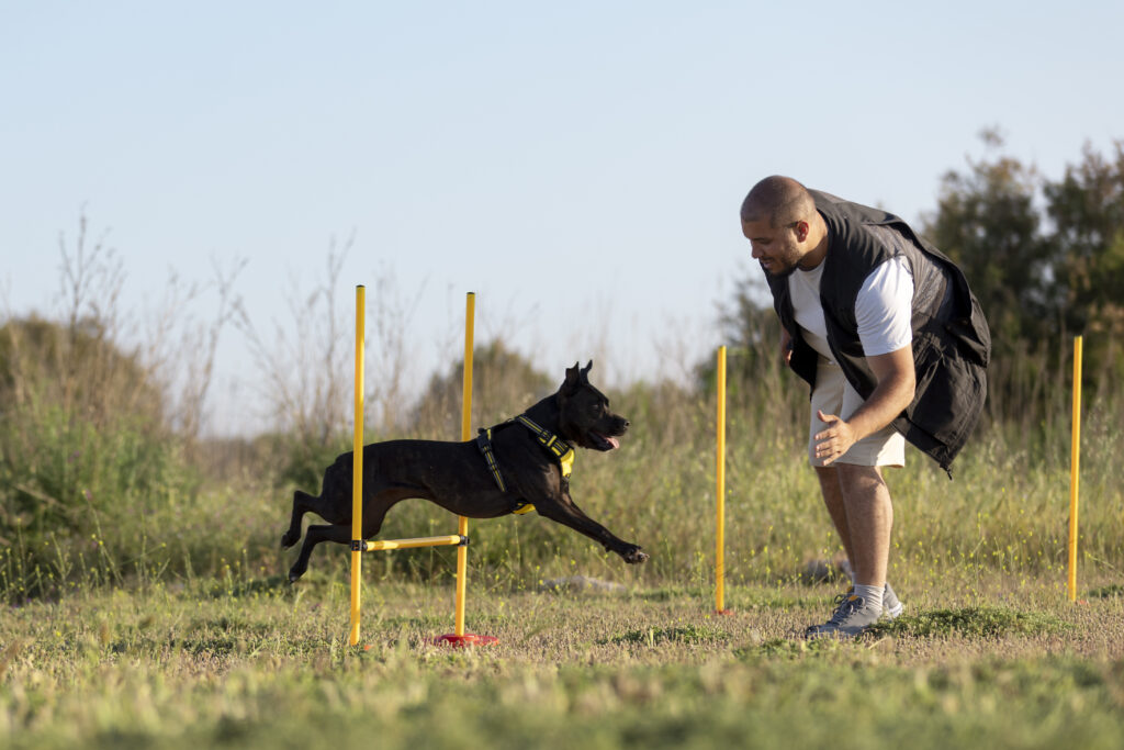 Trainer working with psychiatric service dog through an outdoor obstacle course