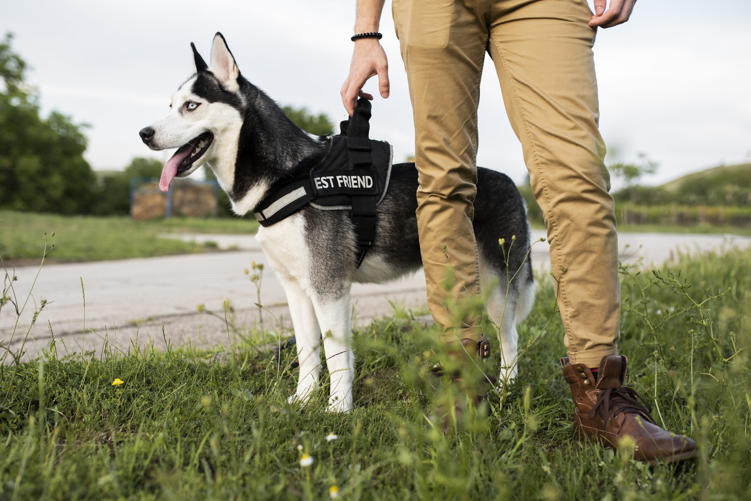 Psychiatric service dog in training with a handler outdoors