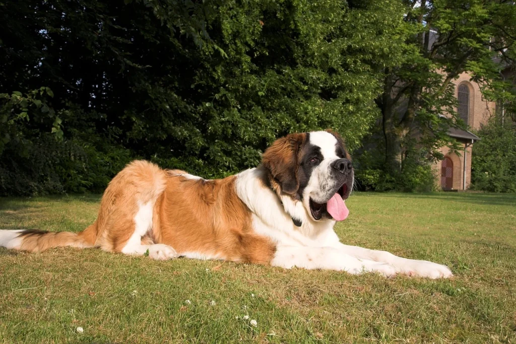 Saint Bernard lying on the grass, a gentle giant known for providing emotional support and companionship.