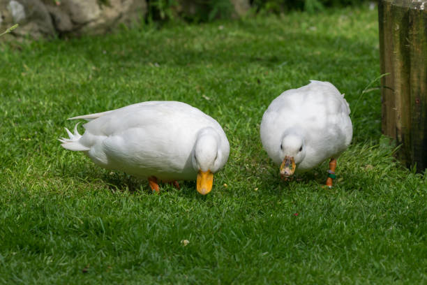 A small and sociable Call duck in a peaceful garden, great for ducks as pets