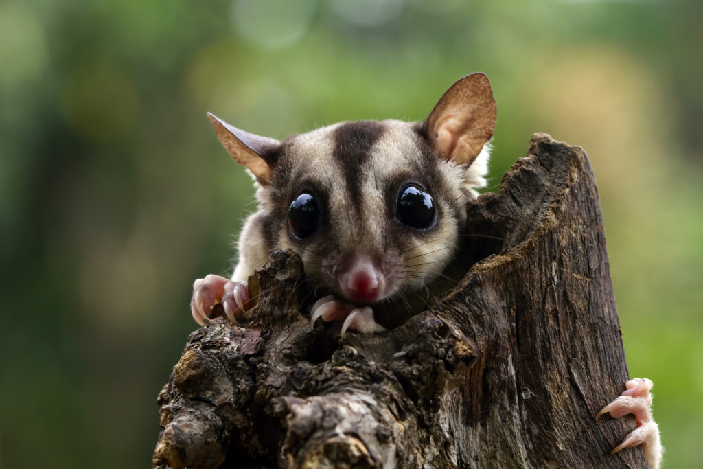 Sugar gliders, exotic pets known for their social behavior, providing companionship and emotional support.