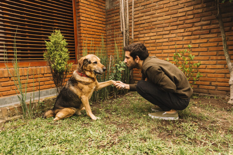 Therapy animal providing comfort for social anxiety relief