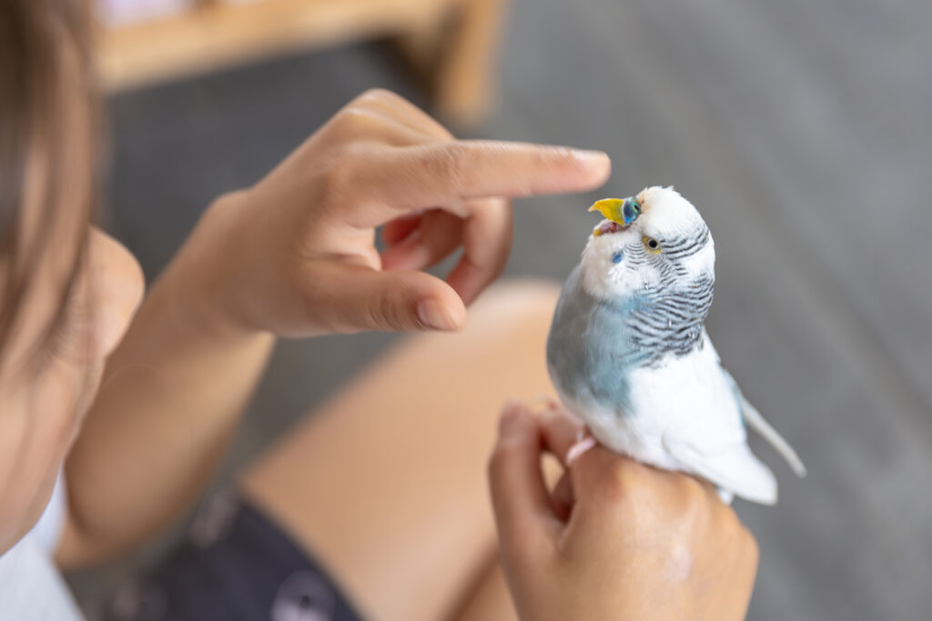 Bird providing grounding for social anxiety treatment