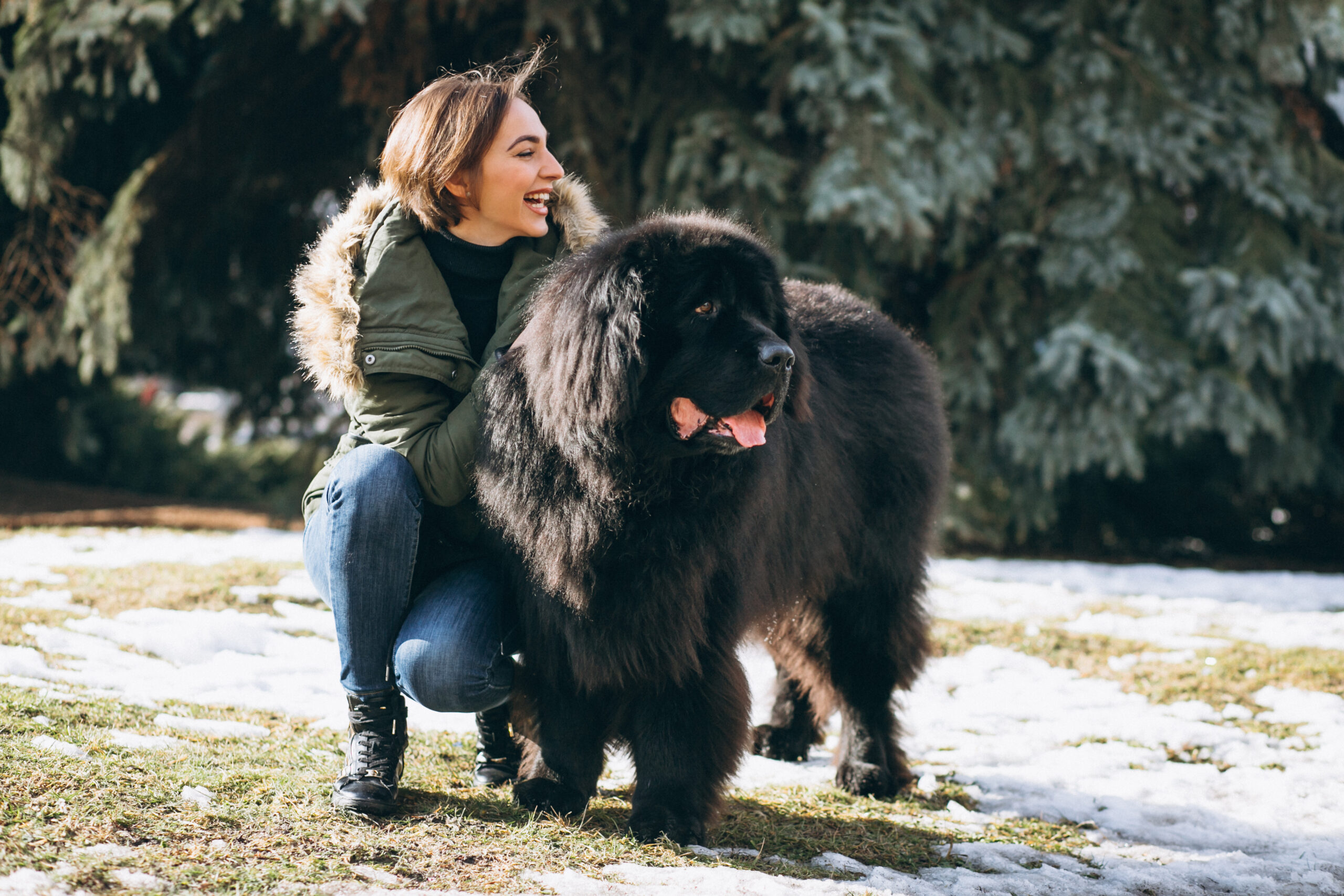 Top 5 Large Breed Dogs: Newfoundland emotional support dog providing comfort and companionship to its owner in a snowy park.