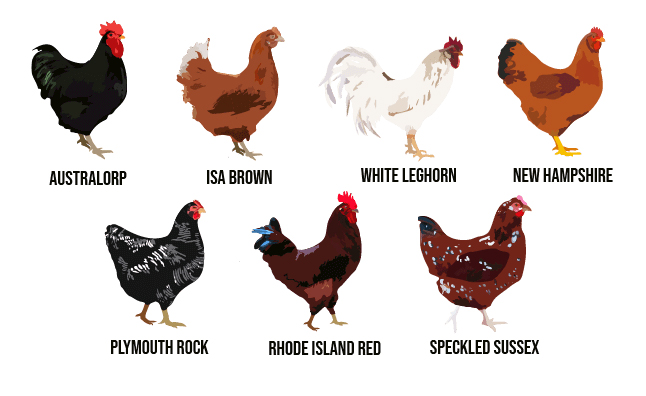 Top chicken breeds like Rhode Island Red and Sussex for chicken farming benefits