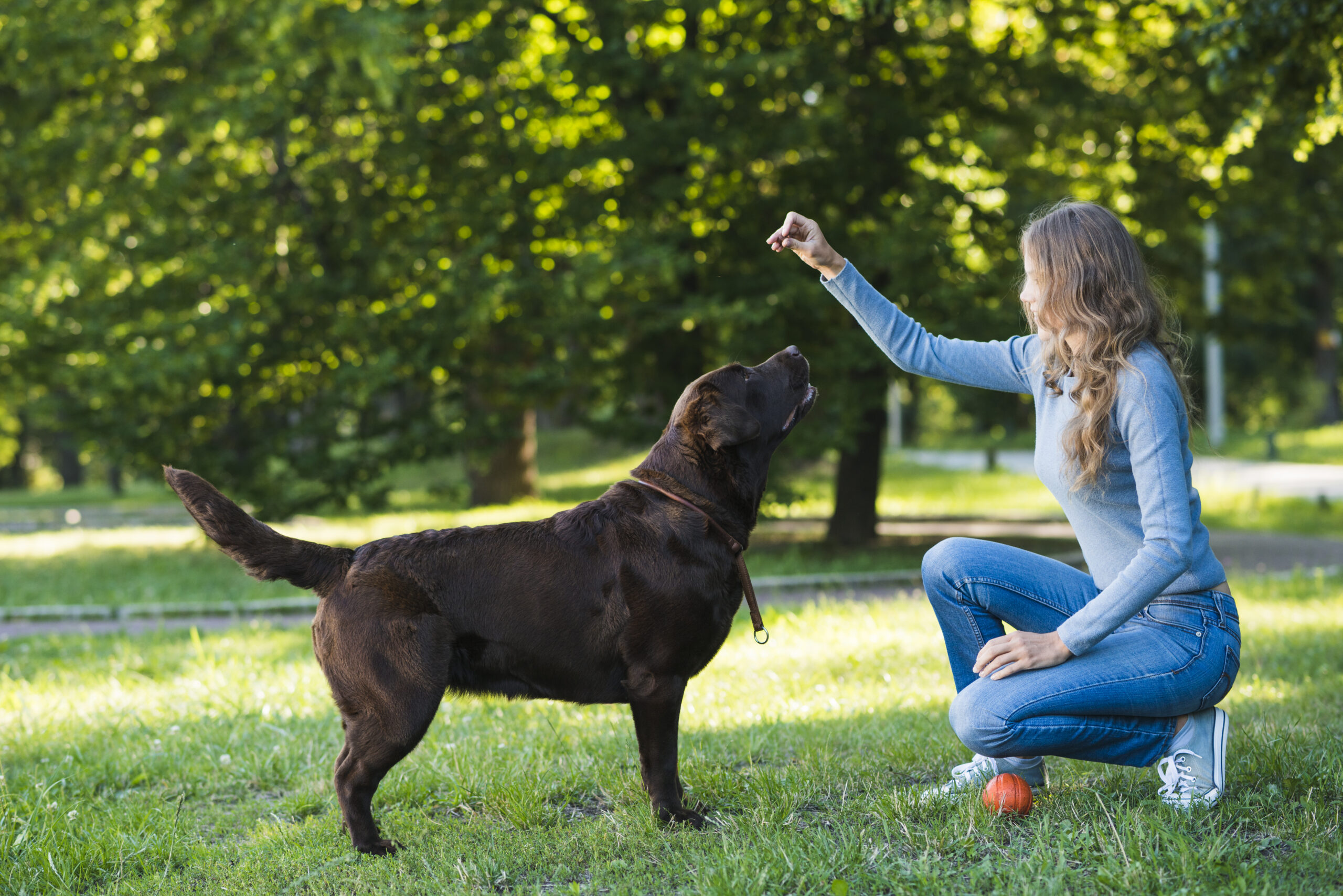 Emotional support dog training in the park, helping with anxiety and depression.