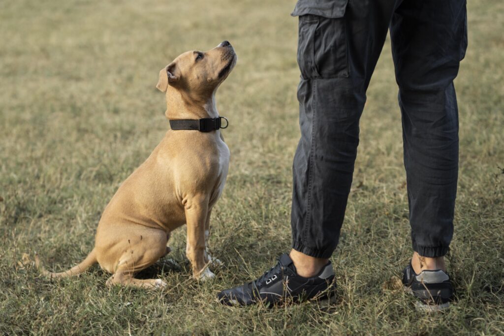 Pitbull looking up at its owner, illustrating the bond and focus essential to train psychiatric service dogs.