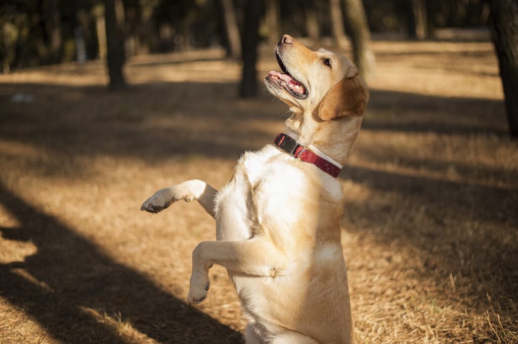 Labrador retriever performing a training task in a field, demonstrating the role of service dogs in supporting individuals with bipolar disorder.