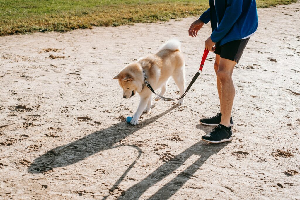 Emotional support dog providing comfort and training for anxiety and depression.