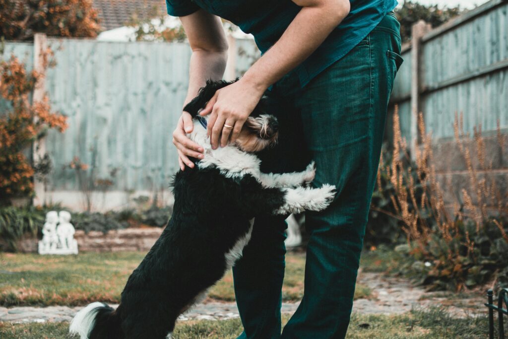 Emotional support dog offering companionship and comfort to its owner.