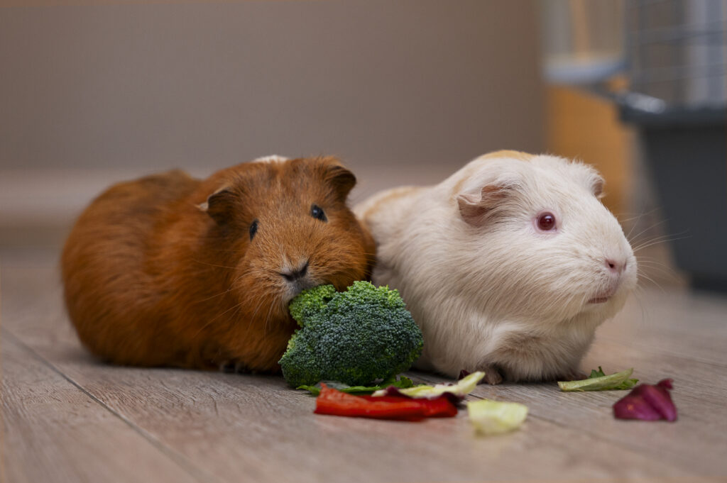 A rabbit and a guinea pig eating vegetables together.