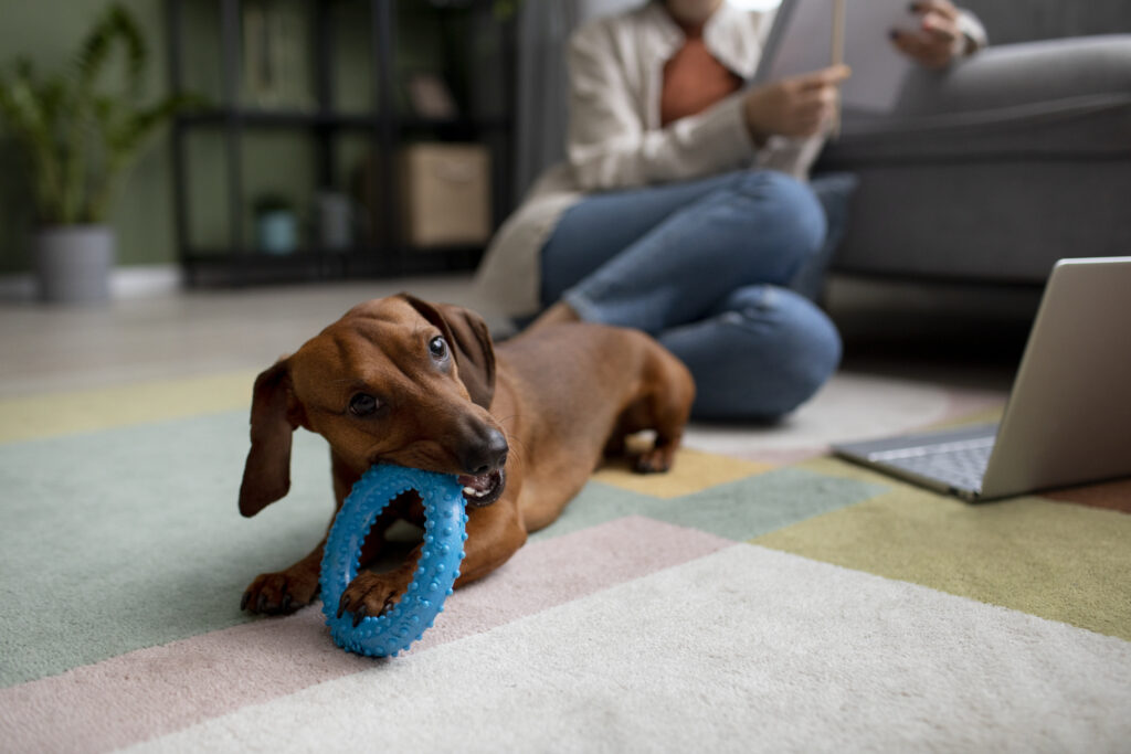 A dachshund playing with a blue chew toy on a colorful carpet