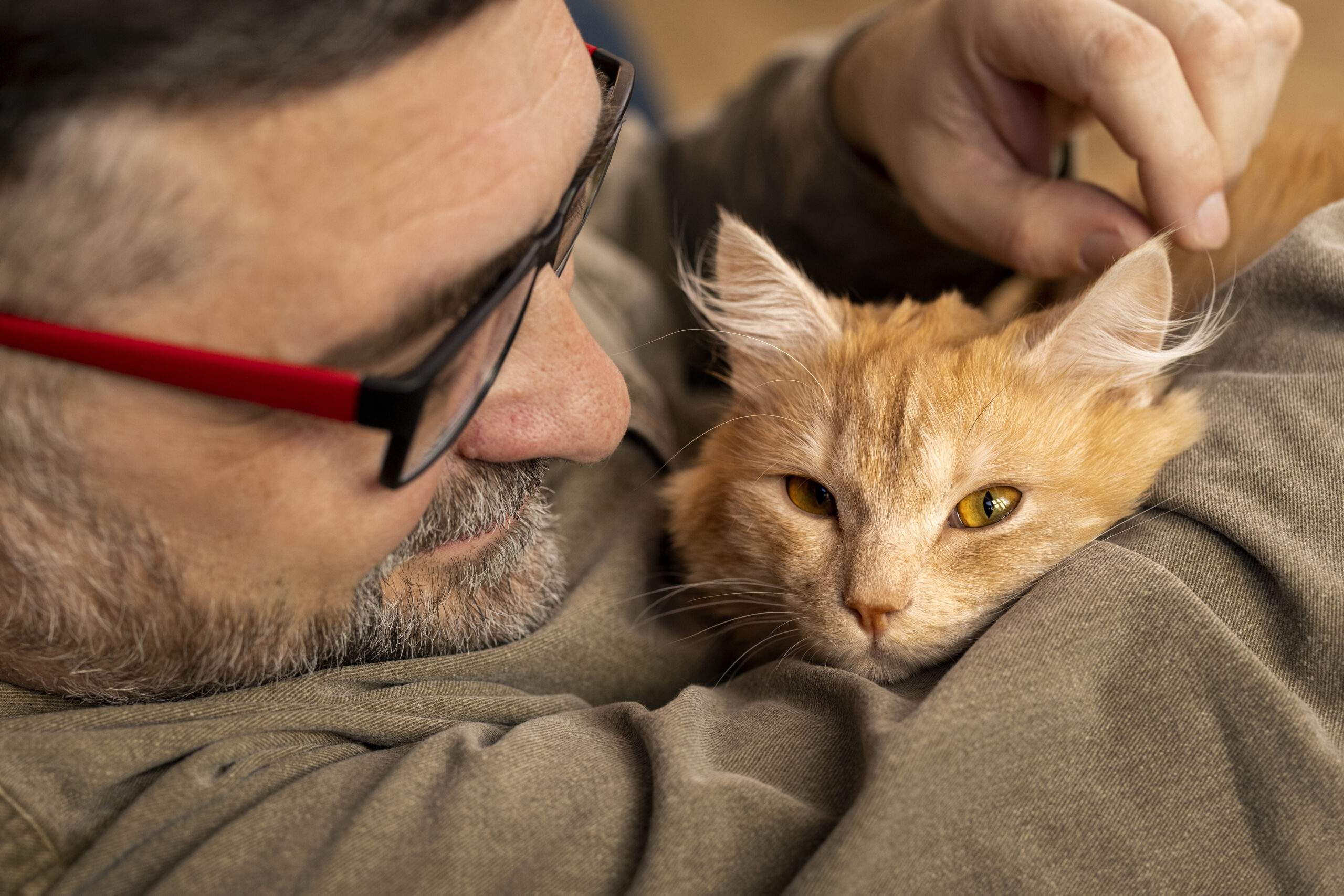 A relaxed cat providing emotional support and stress relief to its owner.