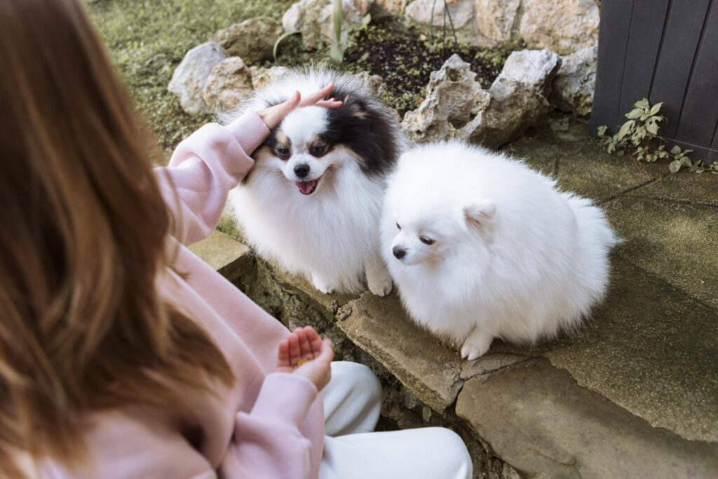 Person petting two dogs that don’t shed for hypoallergenic benefits