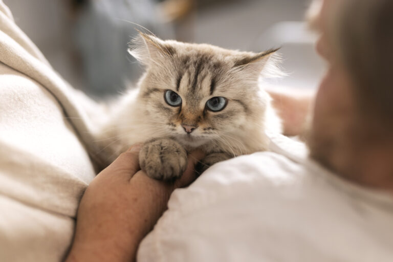 A cat sitting calmly with its owner, providing comfort and emotional support.